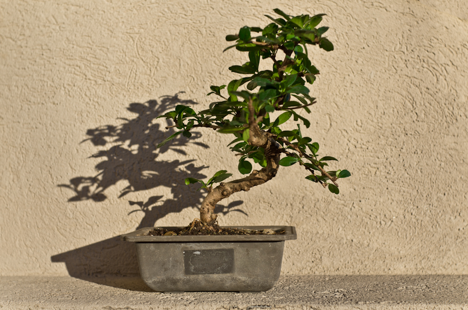 Fukien Tea Bonsai Tree, Day 1