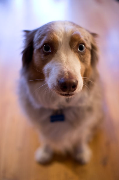 My Sidekick Sancho