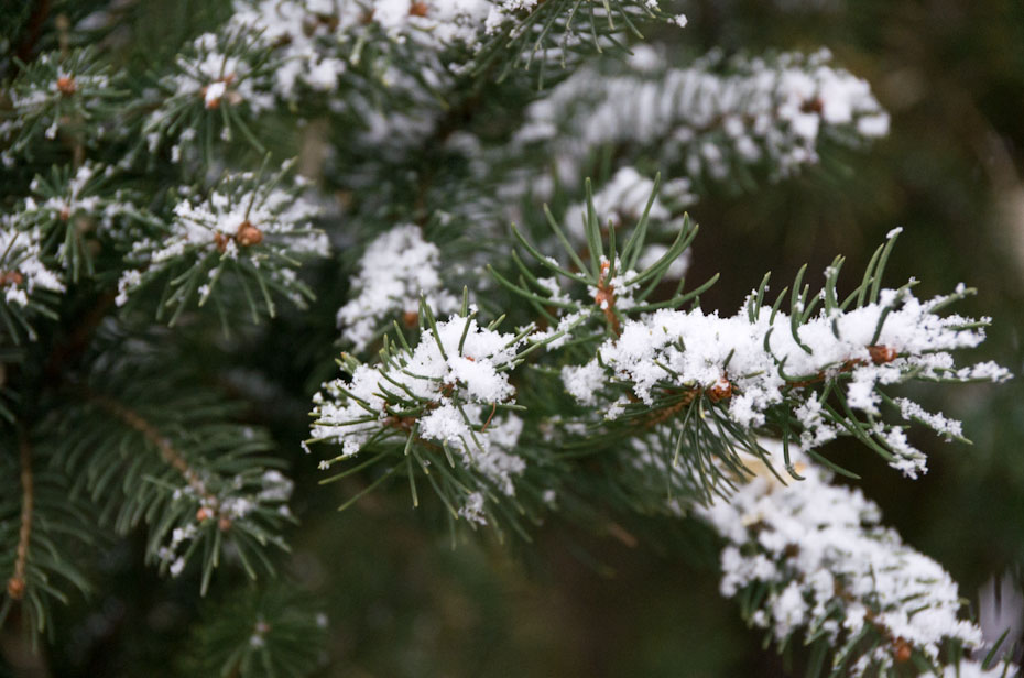 A Dust of Snow