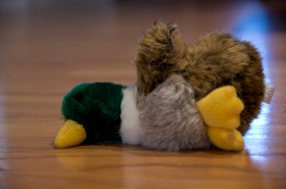 Get your duck!