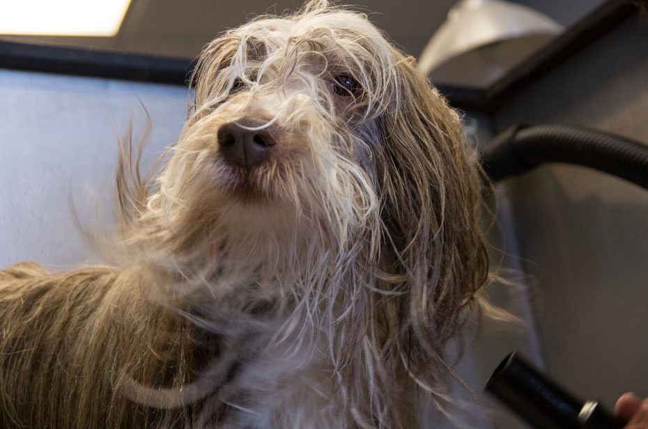 Beardie Blowdry