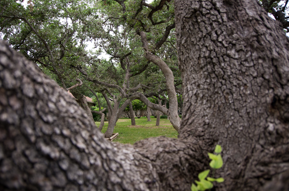 A Tree with a View