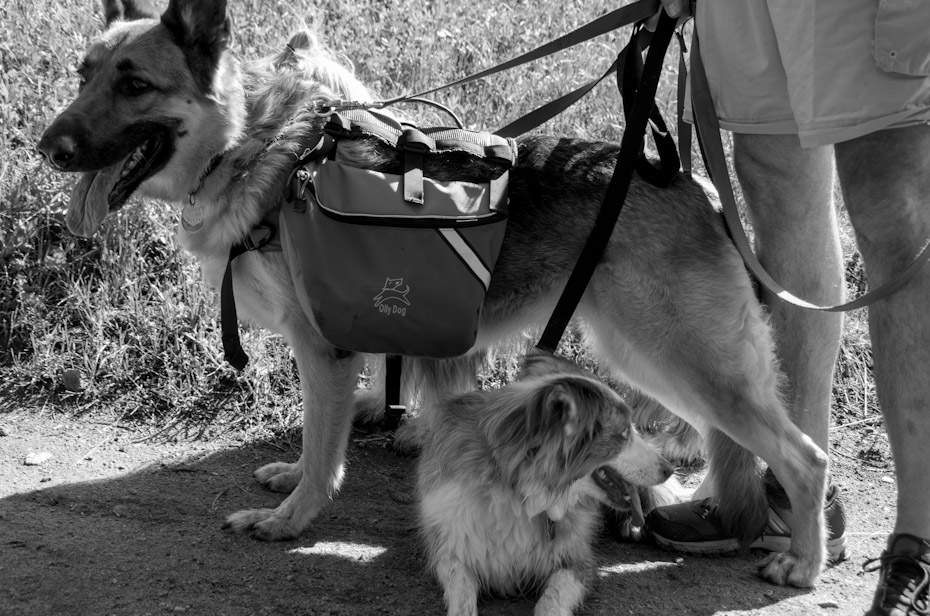 German Shepherd Shade