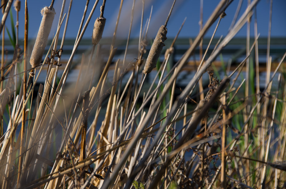 Cattails