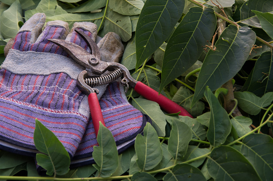 Pruning the Tree-of-Hell
