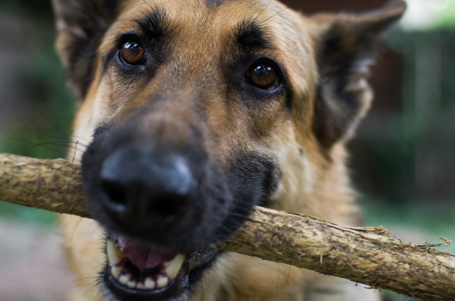 Throw the Damn Stick!