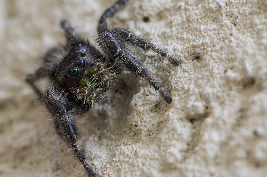 Itsy Bitsy (In-Your-Face)