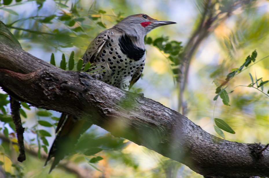Woody Housepecker